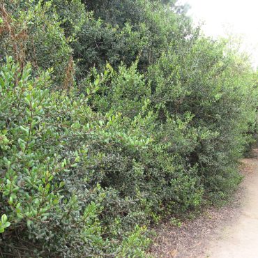 large greenbushes on side of trail