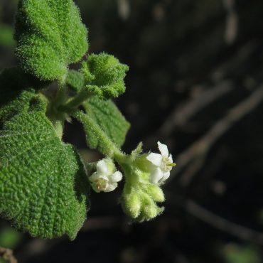 small white flower with green leaves