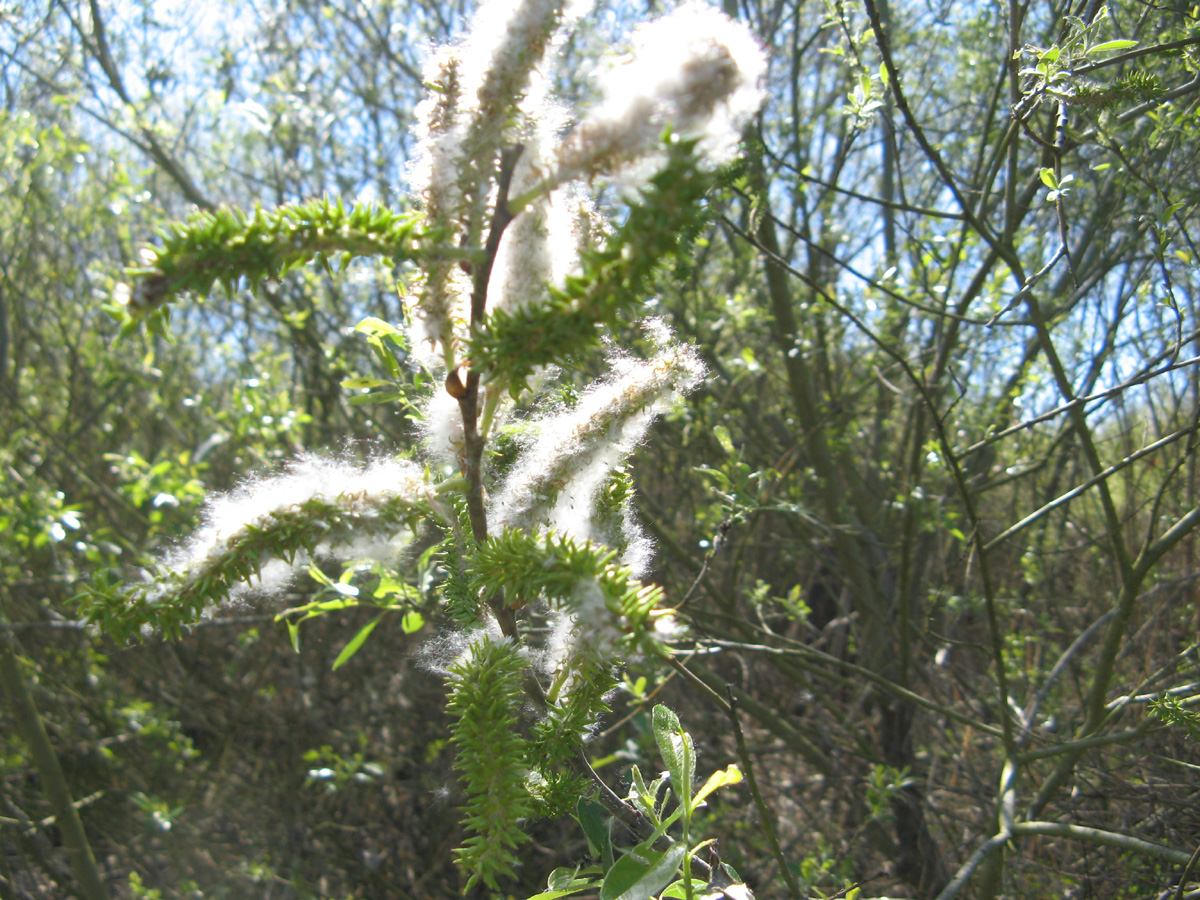 Female catkin with flowers and seeds