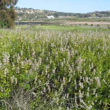 Black Sage blooming on hillside of Santa Carina trailhead