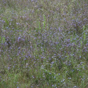 field filled with purple flowers