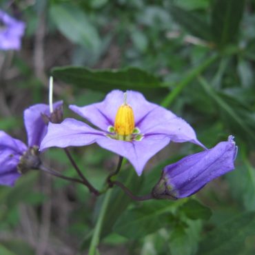 Open purple flower with yellow center