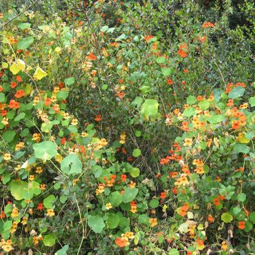 cluster of orange nasturtium flowers growing on native plant species