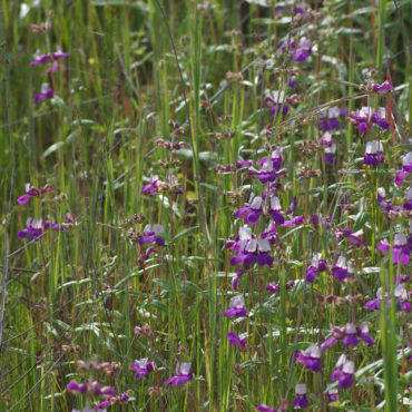 Tall stems with purple flowers