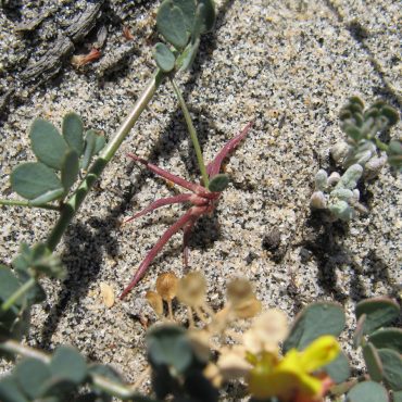 red spikes stems of Nuttall's lotus growing out of sand
