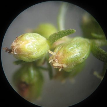 seed pod under microscope