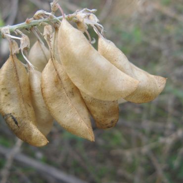 side view of dried seed pods