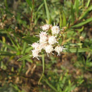 small cluster of spikes, white male mule fat flower heads