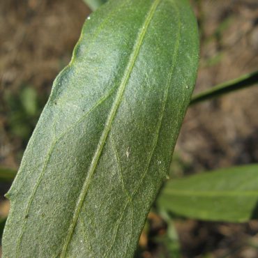 close up of long green mule fat leaf with veins