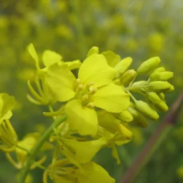 Close-up mustard flowers on single stem on the Santa Carina Trailhead
