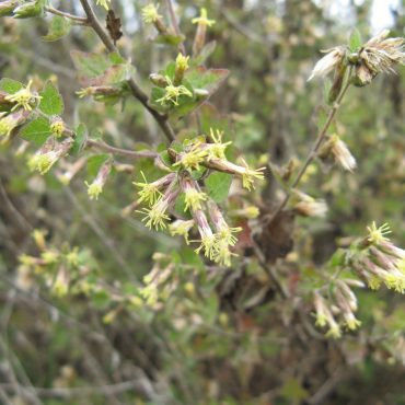 California Brickelbush florets