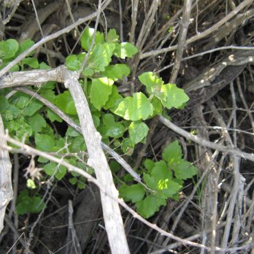 Green leaves of the California Brickellbusg surrounded by dried branches