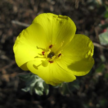 yellow flower with rounded leaves