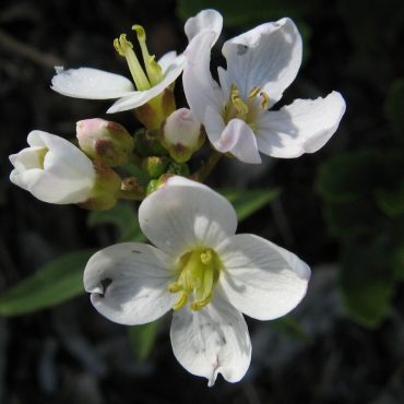 small 4 petal white flowers