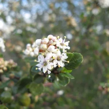 small white flowers on branch