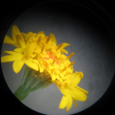 side view of yellow pincushion flower under microscope