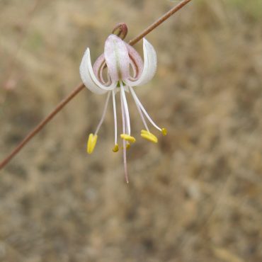 small white flower with curled back petals