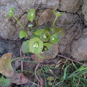 circular leaves on a rock with white flower inside