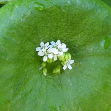 close up of white flower inside circular leaf