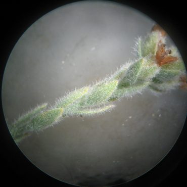 Photomicrograph of Alkali Weed
