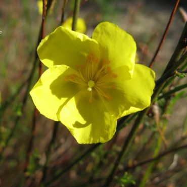 yellow flower with 5 petals fully bloomed