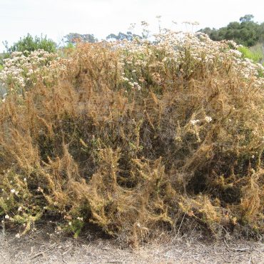 orange/brown California Dodder bush