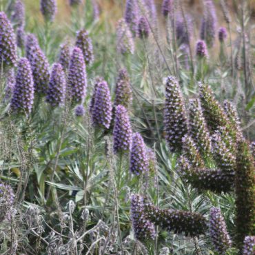 pine cone shaped purple pride of madeira flowers