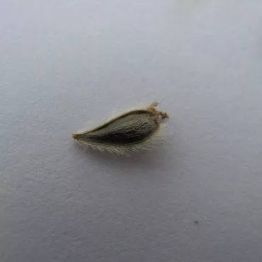 small brown tear-drop shaped bush sunflower seed