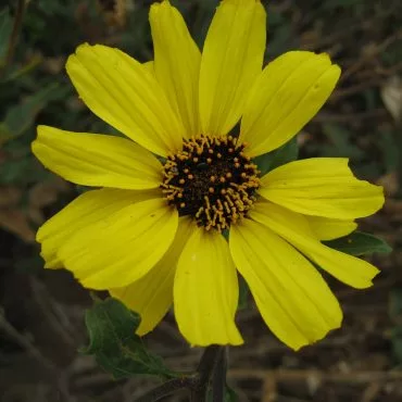Single yellow bush sunflower