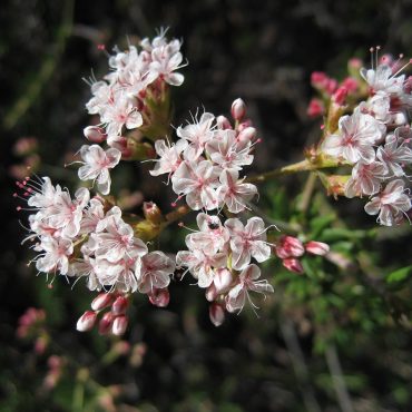 dainty pink and white California Buckwheat blossoms and buds