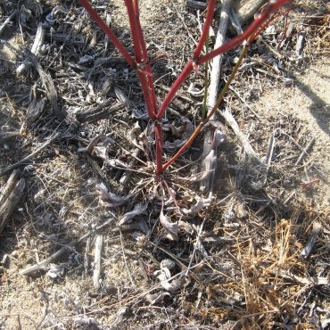 red thin branch