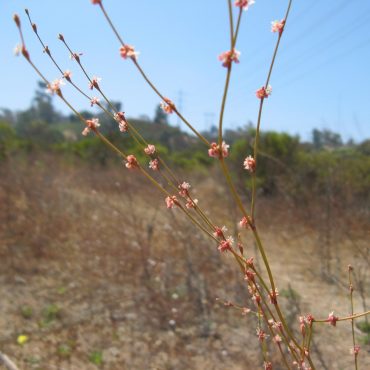 thin red branch with tiny white flowers