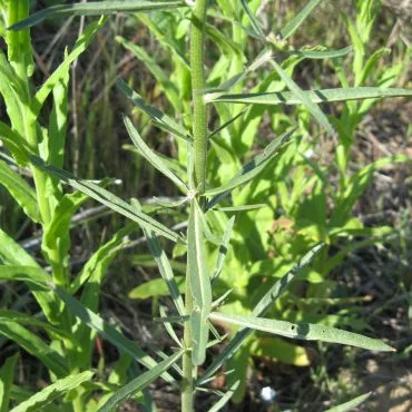 Green stems with long leaves