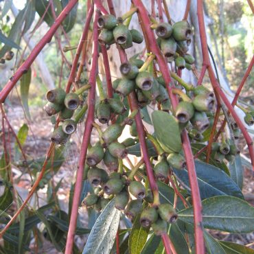 green seed pods on red branch