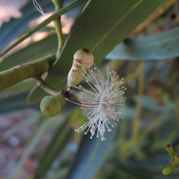 seed pod blooming with white strings coming out