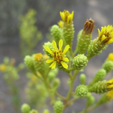 yellow flowers among green pine cone-like buds