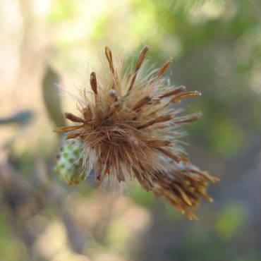 dried flowers ready to release seeds