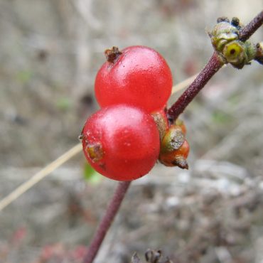 tiny red berries on branch