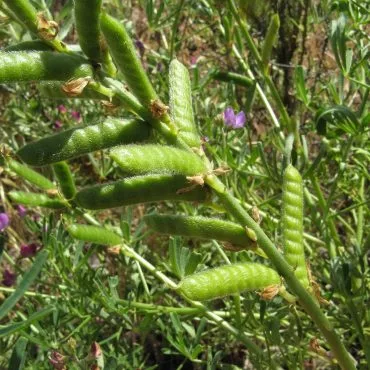 bean pod like stems on plant