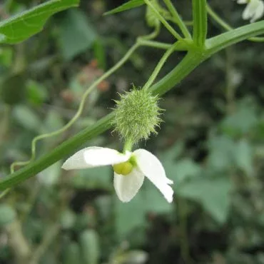 Small white female flower