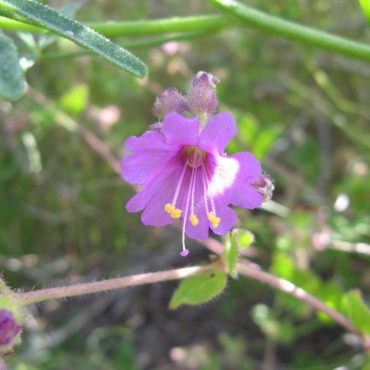 single purple wishbone flower on stem