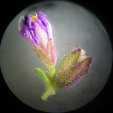 closed purple flower and young green and purple fruit under microscope
