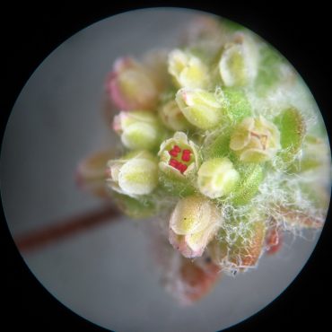 microscopic view of bundle of green flowers