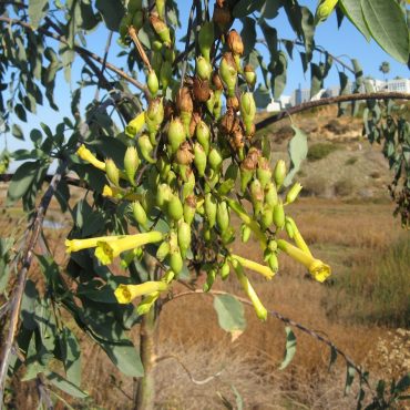 large yellow seed pods