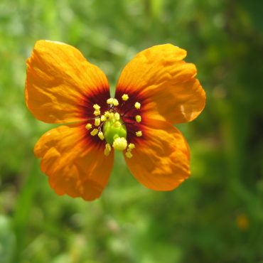 Orange flower with four petals