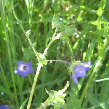 Purple flowers on stems with small stiff hairs