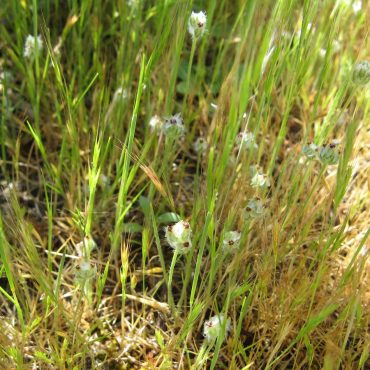 grass-like weed topped with white flower