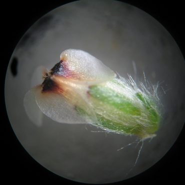 microscopic view of single tiny white flower