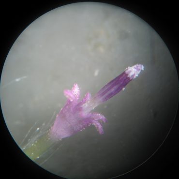 close up of single purple flower pod
