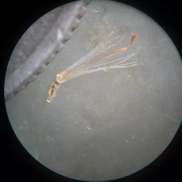 small white hair-like seed under microscope